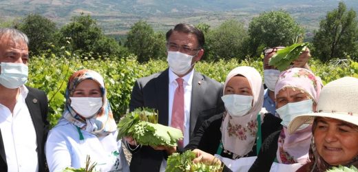 Vali Balcı boş durmuyor: Tokat Bağcılığı Altın Çağını Yaşıyor