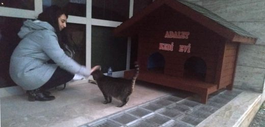 Kedi Adalet Muğla Adliyesinin Maskotu oldu