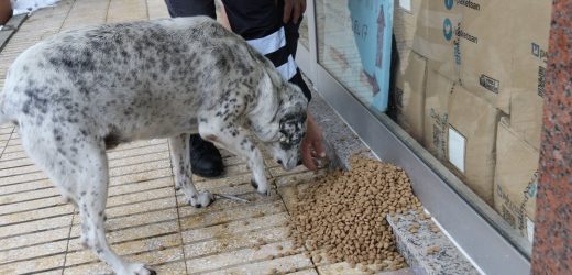 RİZE BELEDİYESİ YEMEK BULAMAYAN SOKAK HAYVANLARINA KARŞI DUYARSIZ KALMIYOR…