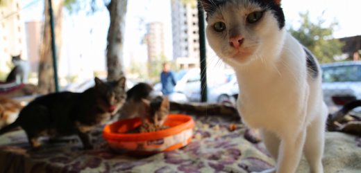 Adana’da modern hayvan barınağı için geri sayım başladı