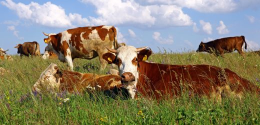 SERKA, örnek üretici yetiştirecek