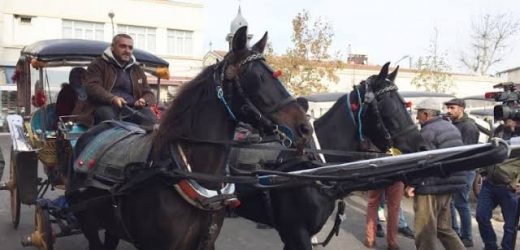 Adalar Belediyesi kayıp atlar için basın açıklaması yaptı