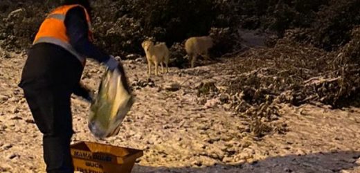 Kar altında kalan can dostlarını Buca Belediyesi unutmadı