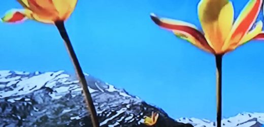 Yalnız Çam mı, Yalnız Kam mı?