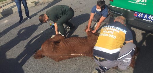 TERK EDİLEN YARALI HAYVANA ESENYURT BELEDİYESİ SAHİP ÇIKTI