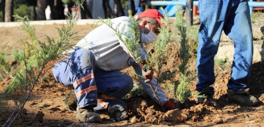 Menderes Yeşile Bürünüyor