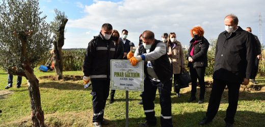 ÖLDÜRÜLEN KADINLAR, AVCILAR’DAKİ ZEYTİN AĞAÇLARINDA YAŞAYACAK