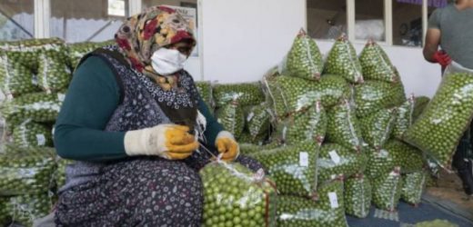 Büyükşehir’den Tarım Dostu Bir Proje Daha