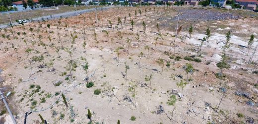 Menderes Bulgurca’ya Yeni Orman Alanı