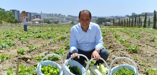 BAŞKAN ÇALIK YAŞAM BAHÇESİ’NİN MAHSULLERİNİ TOPLADI