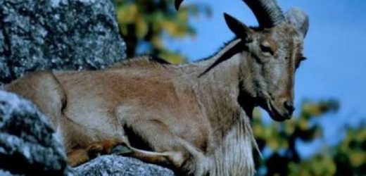 Acar haber ses getirdi, o ihale iptal edildi